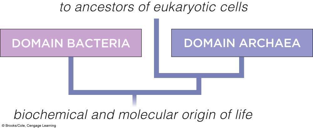 21.4 Prokaryotes Enduring, Abundant, and Diverse Prokaryotes