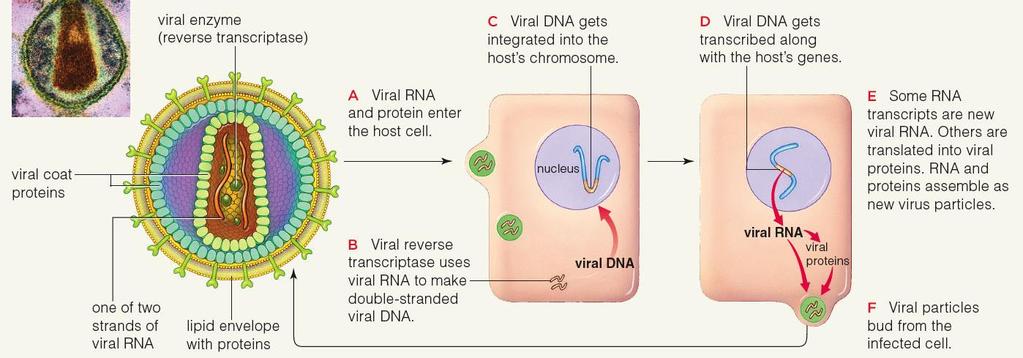Replication of a Retrovirus - HIV Virus binds to receptors on white blood cells; viral envelope fuses with host membrane; viral RNA enters host cytoplasm Enzyme (reverse transcriptase) converts