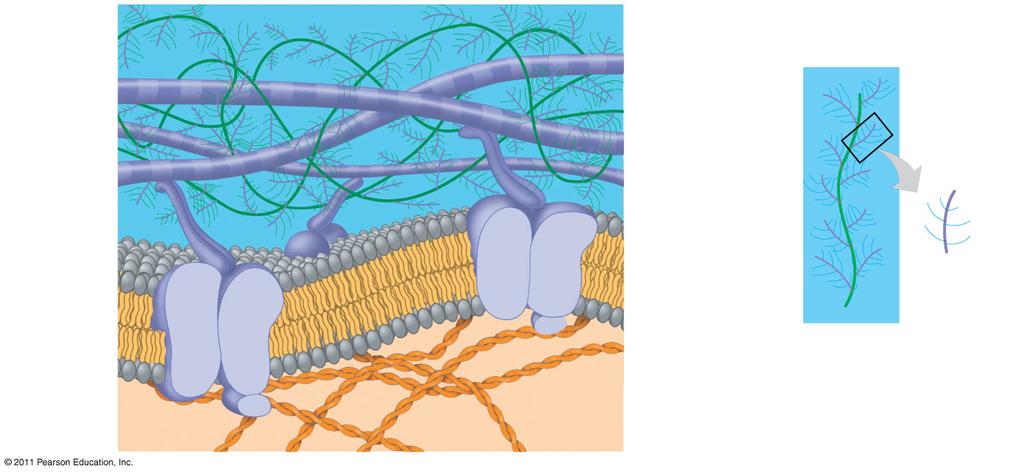 the plant cell, maintains its shape, and prevents excessive uptake of water Plant cell walls are made of cellulose fibers embedded in other polysaccharides and protein 1 µm Central vacuole Cytosol