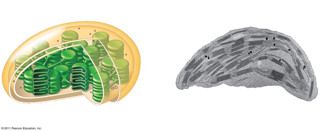 and other green organs of plants and in algae Figure 6.
