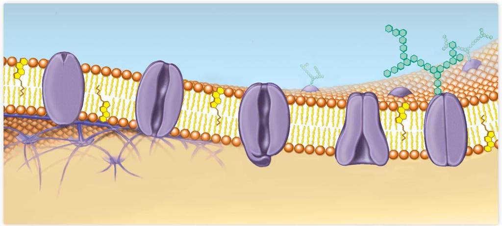 Plasma or cell membrane 8 hm Boundary Selectively permeable Receptor protein Channel protein (always open) Extracellular environment Hydrophobic interactions Fluid Mosaic