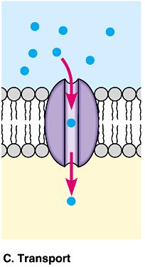 Membrane Protein Functions 1)