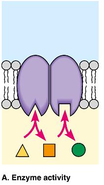 Membrane Protein Function 3)
