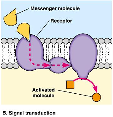 Membrane Protein Function 4) Receptor site For