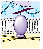 Membrane Protein Function 5) Cytoskeleton attachment