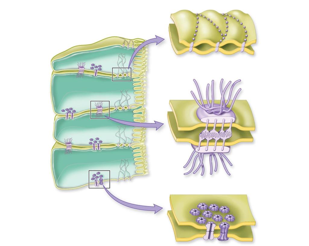 Membrane Protein Functions 6) Cell adhesion CELLS OF SMALL INTESTINE