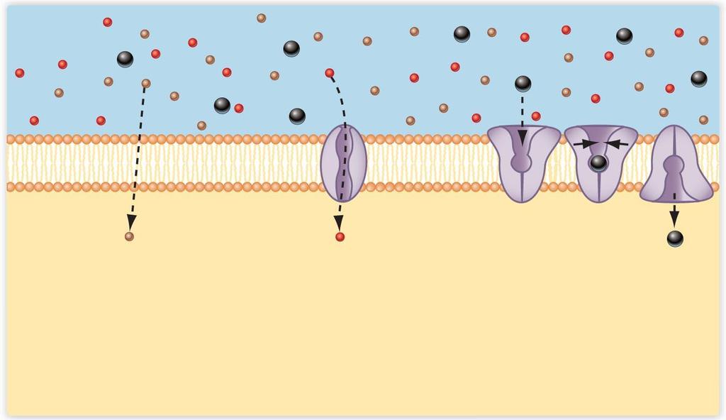 3 types of passive transport Higher concentration Lower concentration Diffusion through the lipid layer. Lipid-soluble molecules such as O 2 and CO 2 diffuse freely through the plasma membrane.