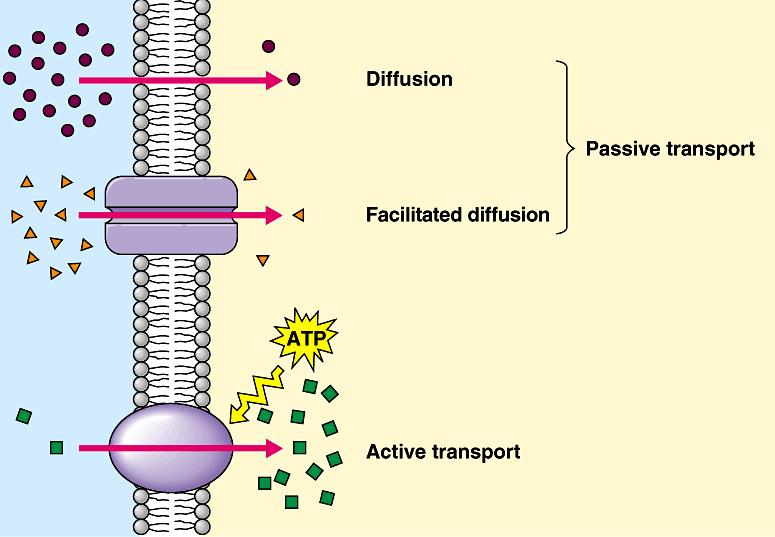 Membrane Transport Active