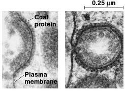 Phagocytosis = cell eating 2.