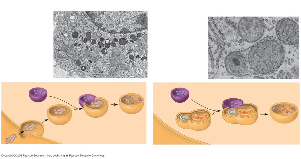 Lysosomes: Digestive Compartments Some types of cell can engulf another cell by phagocytosis; this forms a food vacuole Nucleus 1 µm Vesicle containing two damaged organelles 1 µm A lysosome fuses