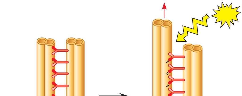 Fig. 6-25a Microtubule