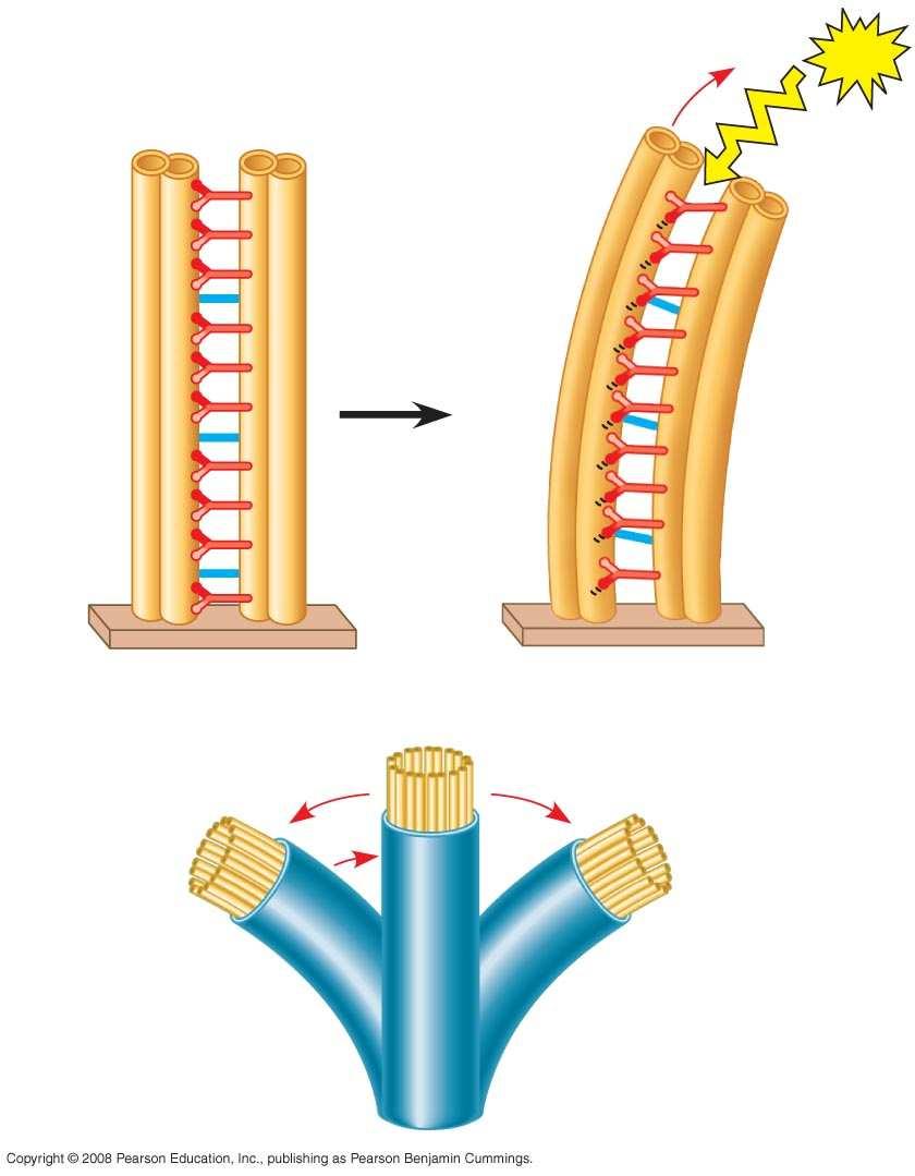 Fig. 6-25b Cross-linking proteins inside outer doublets ATP Anchorage