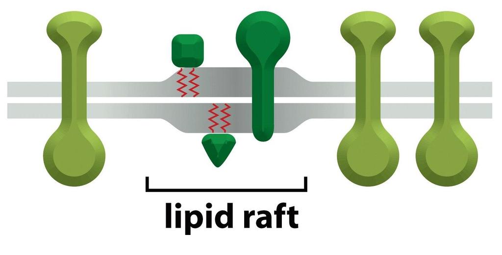 Membrane microdomains - lipid rafts phospholipids and