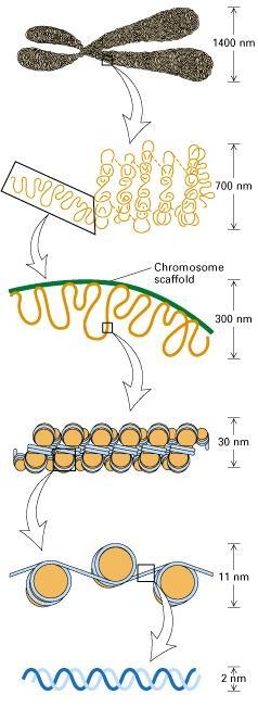 Chromatin Metaphase