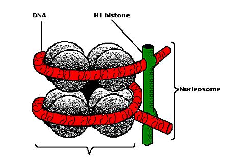 nucleosomes H3 H4 NUCLEOSOME