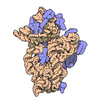 Ribosomes Ribosomes are complexes of proteins and RNA molecules.