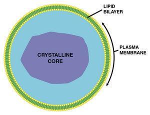 fatty acids - Enzymes of the peroxisomes are found in crystalline form Acidic