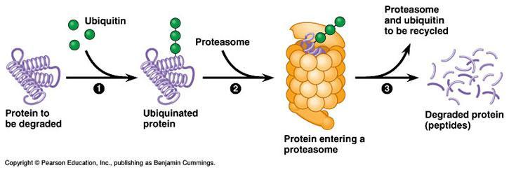 Proteasomes Proteasomes are enzyme complexes degrading proteins Proteins are degraded for several