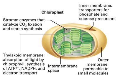 Chloroplast Granum -