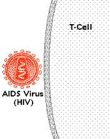 Slide 13 HIV HIV weakens your body s ability to fight disease.