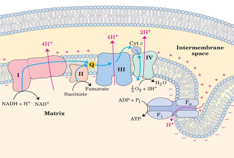 Most of the ATP molecules created in the cell are created during the electron transport chain (ETC) take place in the mitochondria of the cell Main ETC Reactant = Oxygen Other Reactants = FADH 2 and