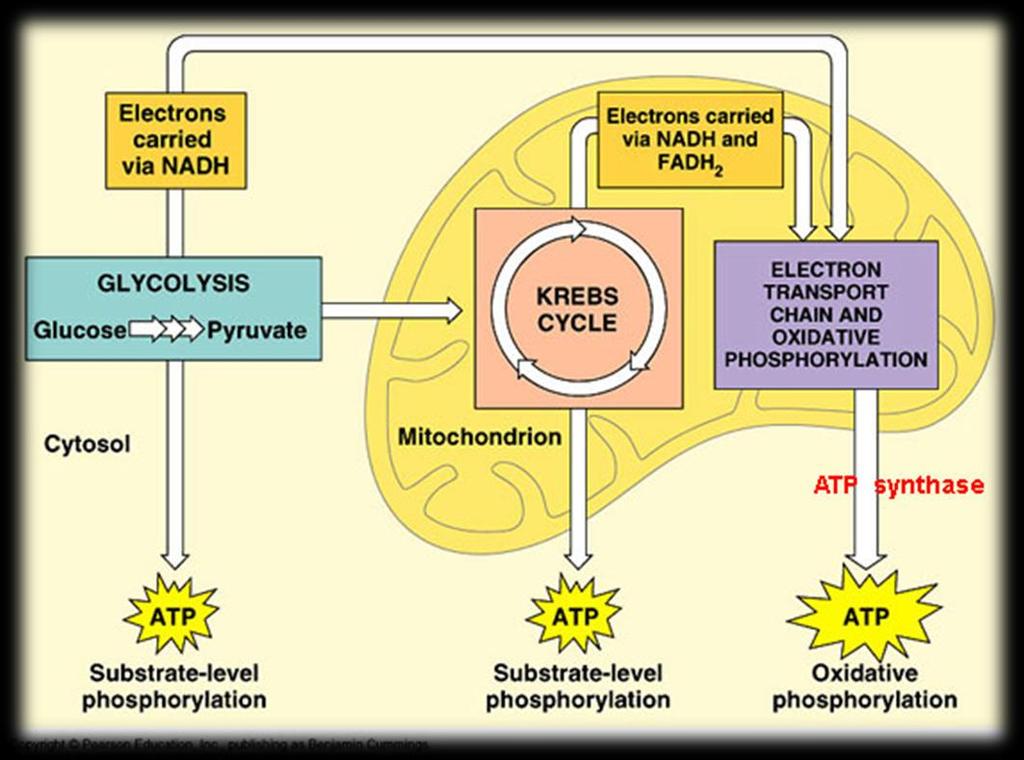 To transfer the energy stored in glucose to the ATP molecule, a cell must break down glucose slowly and capture the energy in stages.