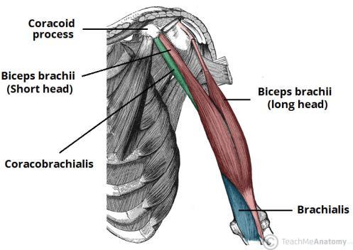 Muscles of the Arm and Hand PSK 4U MR. S.