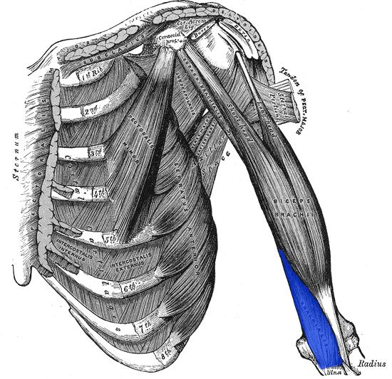 Brachialis Origin: humerus Insertion: ulna Action: elbow flexion (assists biceps brachii by instigating