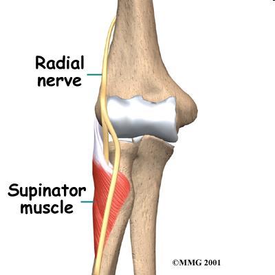 Supinator Origin: lateral epicondyle of humerus, ulna, radial collateral ligament Insertion: proximal 1/3 of radius Action: prime mover in supination of forearm (aided by biceps brachii) Pronators