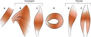 Isotonic (dynamic): tone or tension within a muscle remains the same as the length of the muscle changes Concentric