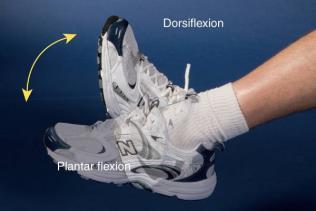 Foot Talocrural Joint Pivot