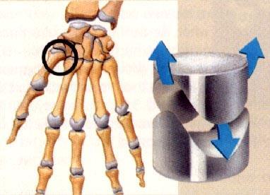 Saddle joint Types of Synovial Joints