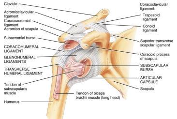 Ball and Socket joints Circumduction distal end moves