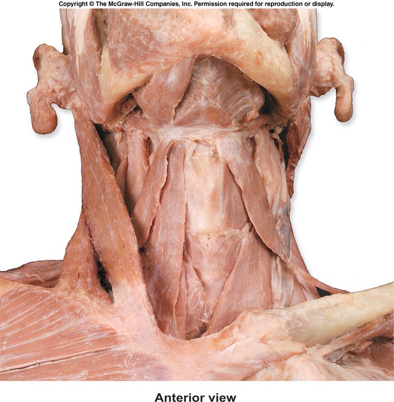 Hyoid Muscles Superficial Deep Digastric Mylohyoid Anterior belly Posterior belly Mylohyoid Digastric Anterior