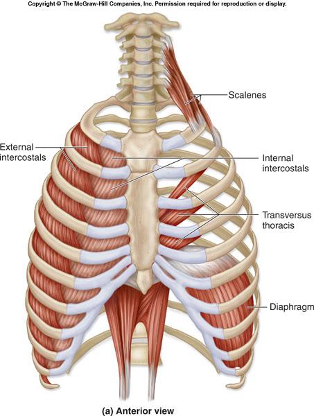 Muscles of Respiration Inhalation: is