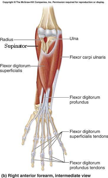 & Flexors of wrist - Flexor