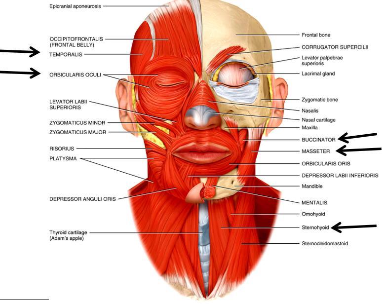 Muscles of facial expression Muscles of facial expression originate in the fascia or skull bones & insert into the