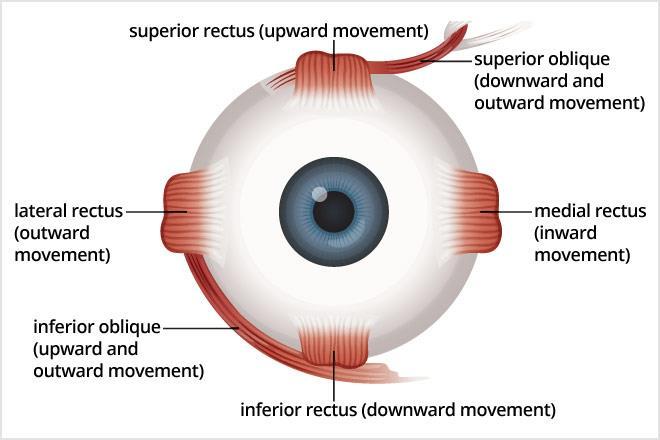 Muscles that move the eyeballs and the upper eyelid Six extrinsic eye muscles control movements of each eyeball.