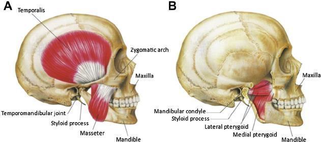 Muscles that move the mandible Muscles of mastication -
