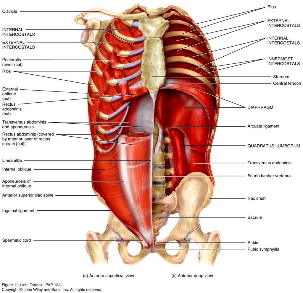 Muscles of the Thorax that Assist in Breathing Respiratory muscles alter the size of the thoracic cavity which affects the pressure in the lungs, and that determines