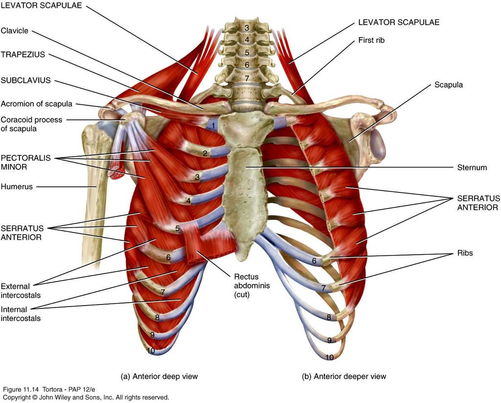 Muscles of the Thorax that Move the Pectoral Girdle Muscles that move the pectoral girdle must do so