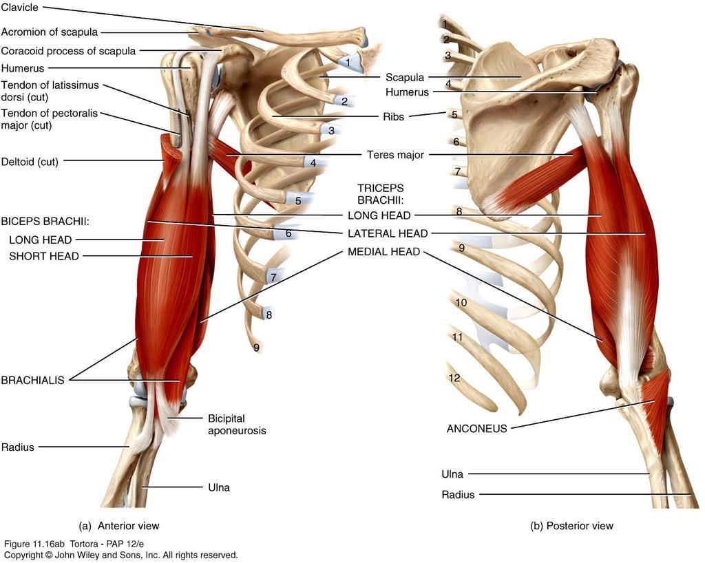 Muscles of the Arm that Move the Radius and Ulna Some muscles that move the forearm are involved in pronation and supination.
