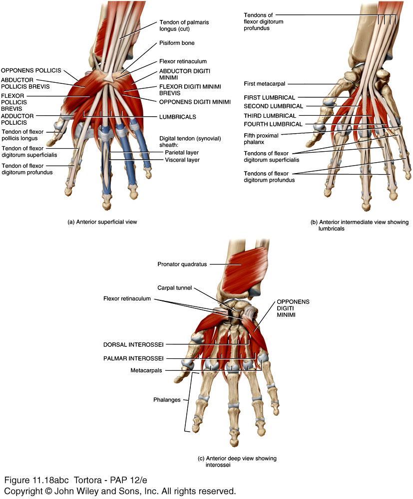 Muscles of the Forearm that Move the Wrist, Hand, Thumb and Fingers Intrinsic muscles of the hand produce weak but precise movements.