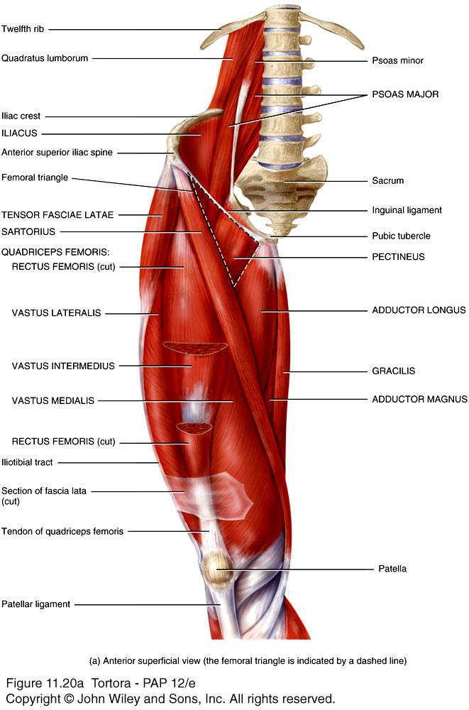 Muscles of