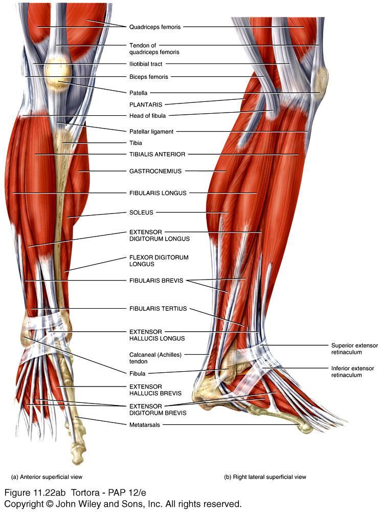 Muscles of the