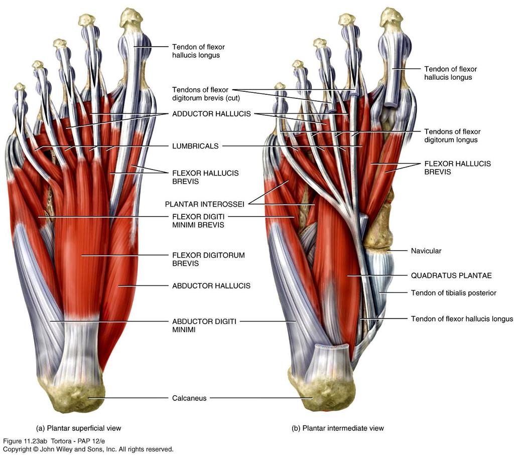 Intrinsic Muscles of the Foot