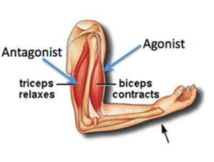 In an opposing muscle pair, one is called the prime mover or agonist and is responsible