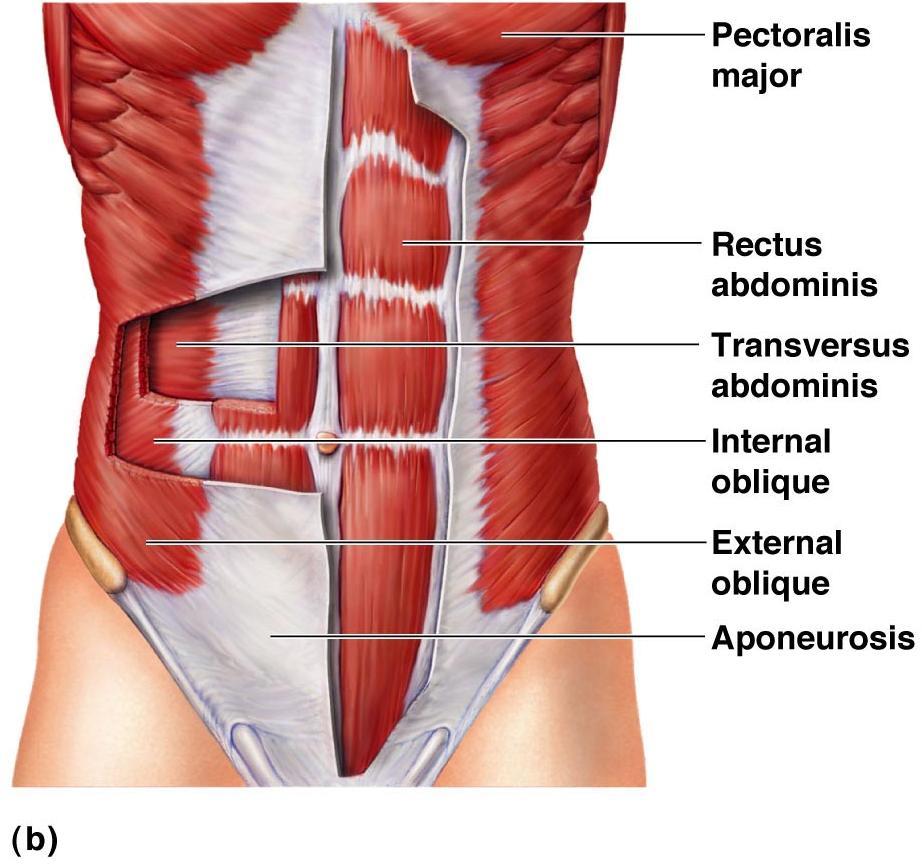 Anterior Muscles of Trunk,