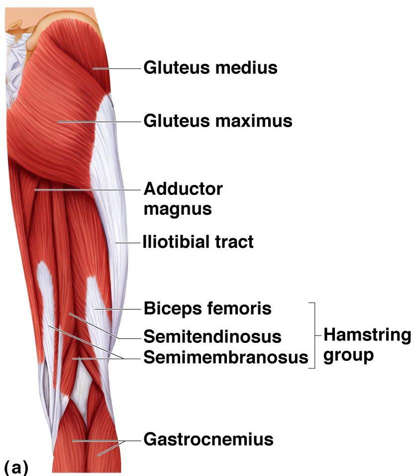 Muscles of the Pelvis,