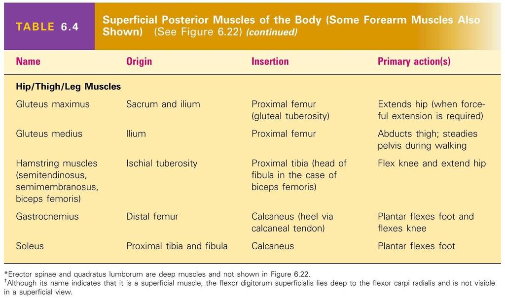 Superficial Posterior Muscles